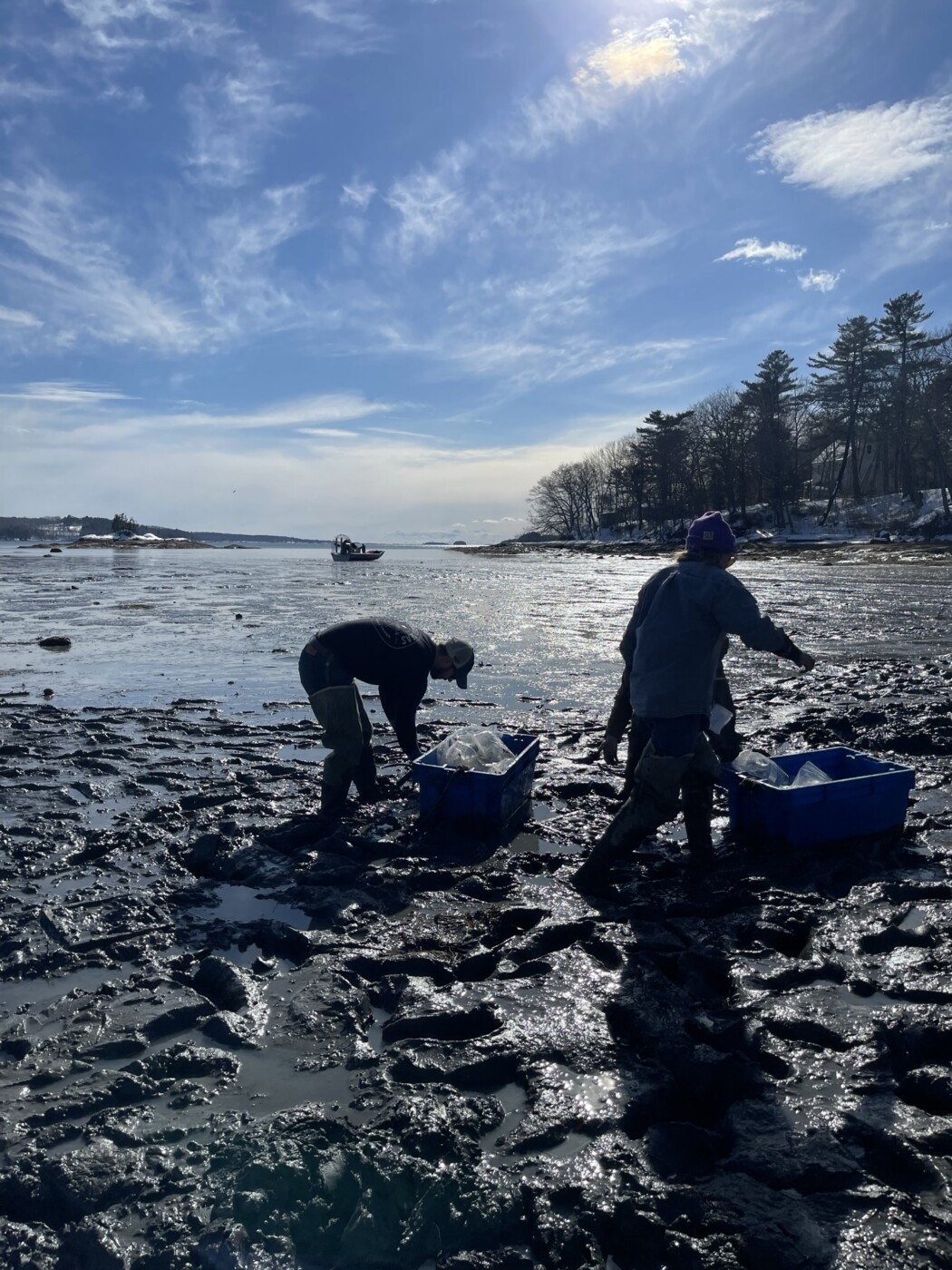 Intertidal: Maine works to learn more about and protect soft-shell clams
